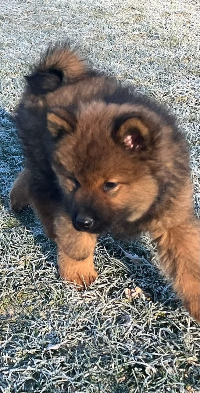 Arrow (nom provisoire) - Eurasier