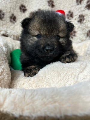 Les chiots de Eurasier