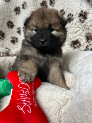 Les chiots de Eurasier