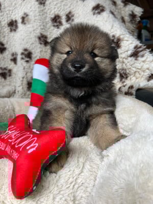 Les chiots de Eurasier