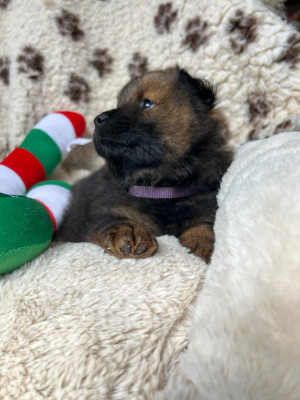 Les chiots de Eurasier