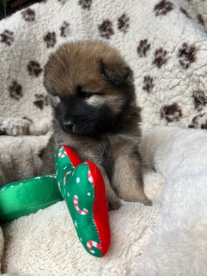 Les chiots de Eurasier