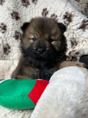 Les chiots de Eurasier