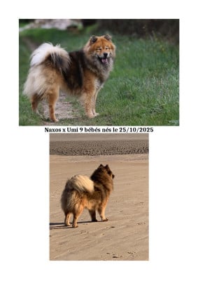 Les chiots de Eurasier