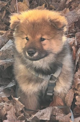 Les chiots de Eurasier
