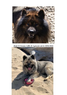Les chiots de Eurasier