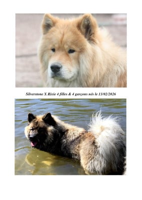 Miss Orange - Eurasier