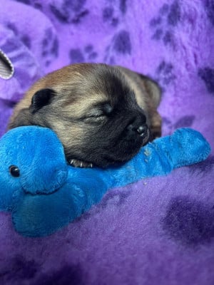 Les chiots de Eurasier