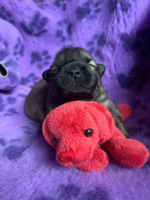 Les chiots de Eurasier