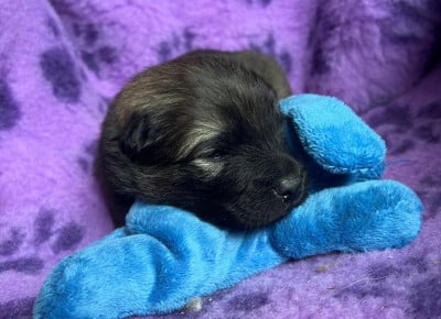 Les chiots de Eurasier