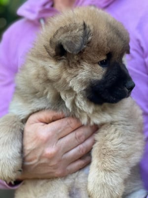 Les chiots de Eurasier