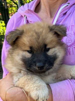 Les chiots de Eurasier