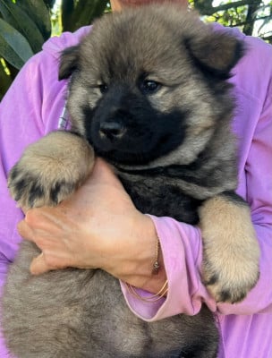 Les chiots de Eurasier