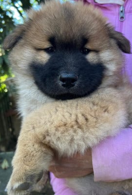 Les chiots de Eurasier
