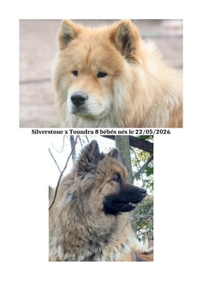 Les chiots de Eurasier