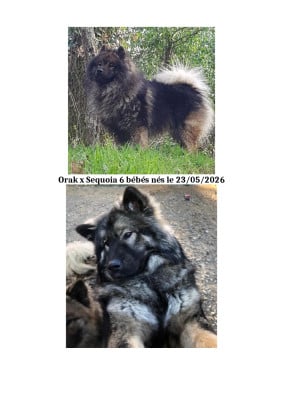 Les chiots de Eurasier
