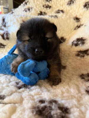 Les chiots de Eurasier