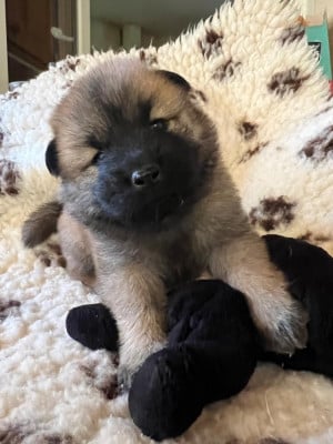 Les chiots de Eurasier