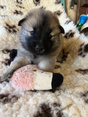 Les chiots de Eurasier