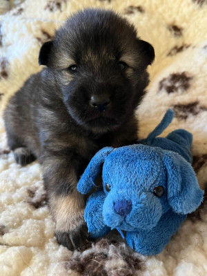 Les chiots de Eurasier