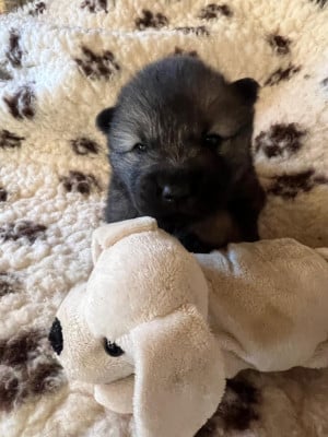 Les chiots de Eurasier