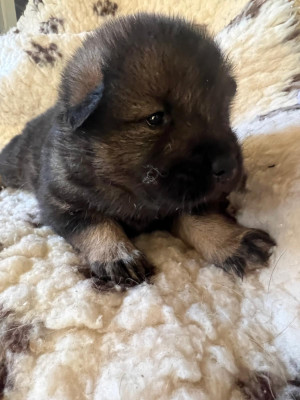 Les chiots de Eurasier