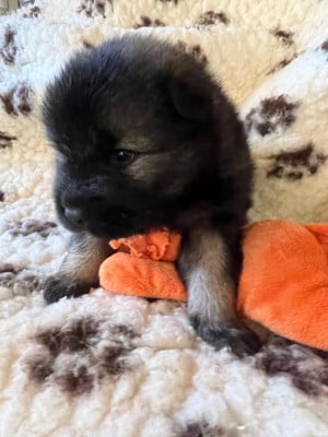 Les chiots de Eurasier