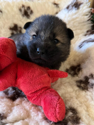 Les chiots de Eurasier