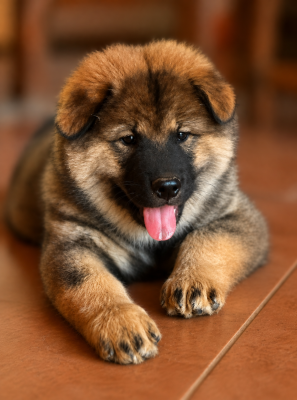 Les chiots de Eurasier