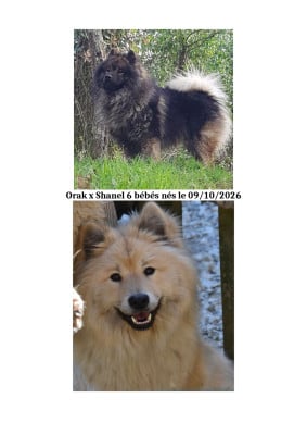 Les chiots de Eurasier