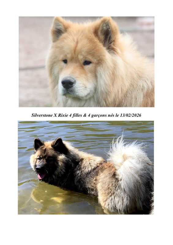 Eurasier - Des Hauts De Chamboursat