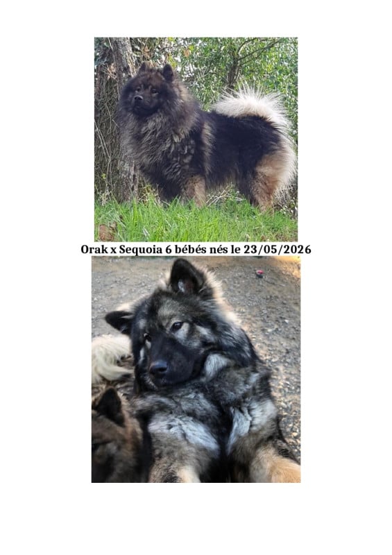 Eurasier - Des Hauts De Chamboursat