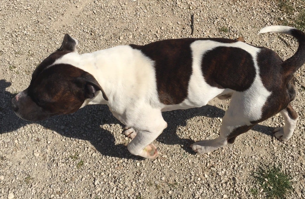 Publication : Game Of Staffies