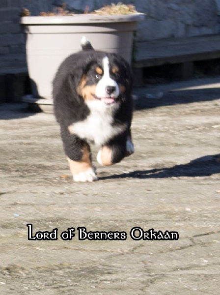 Lord Of Berners Orkaan
