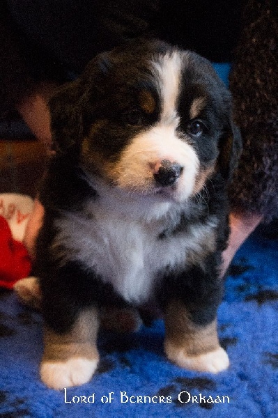 Lord Of Berners Orkaan