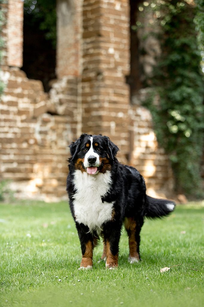 Lord Of Berners Orkaan