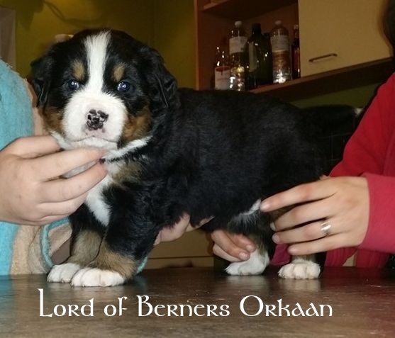 Lord Of Berners Orkaan