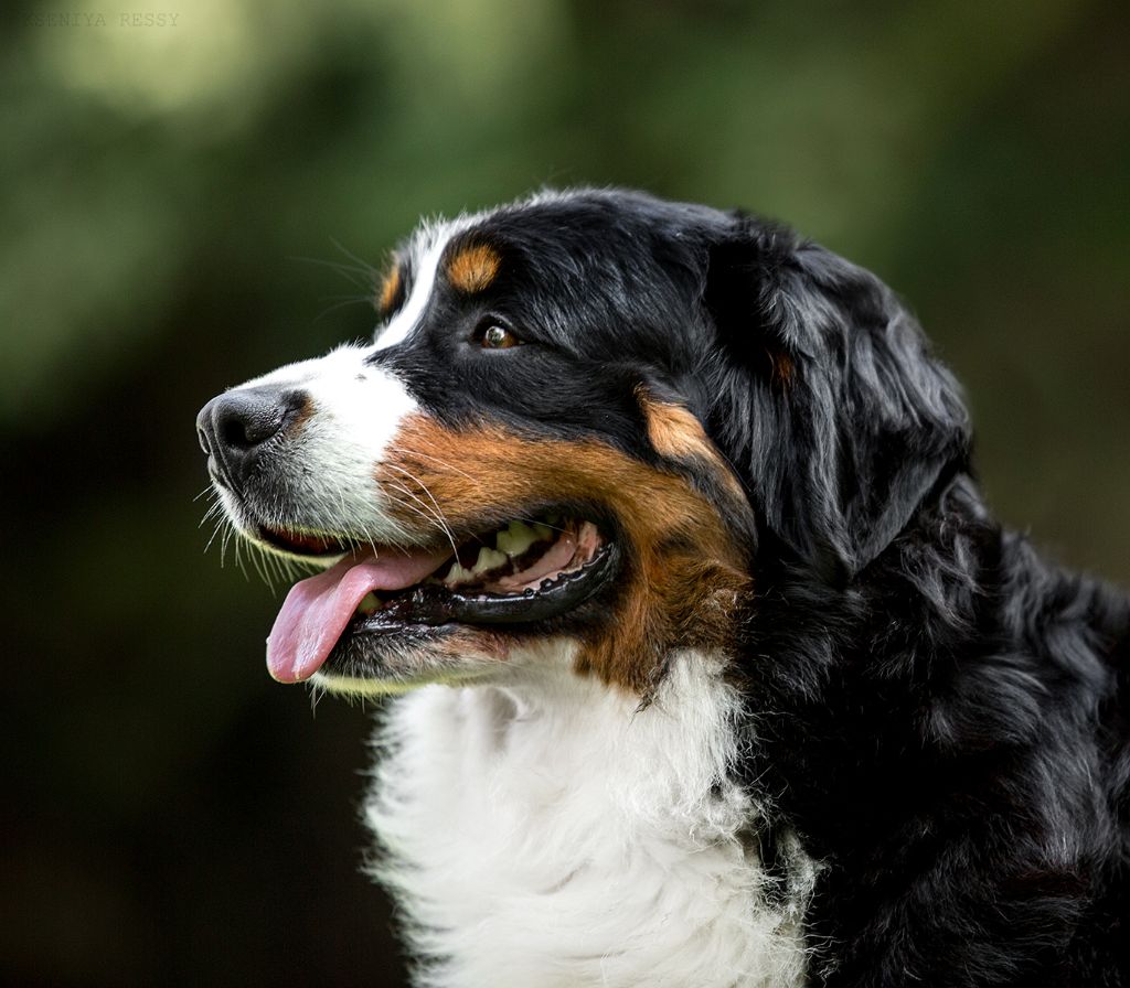 Lord Of Berners Orkaan