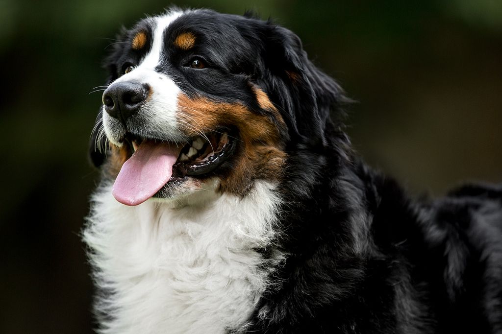 Lord Of Berners Orkaan