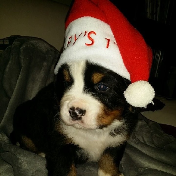 Lord Of Berners Orkaan