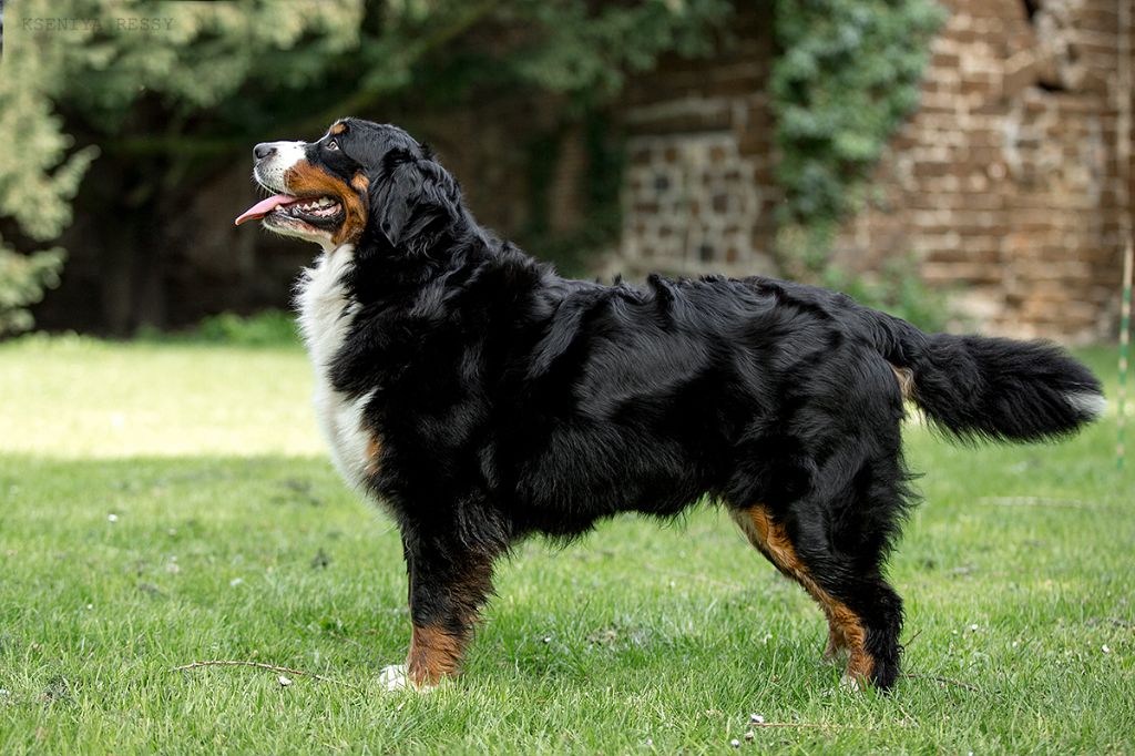 Lord Of Berners Orkaan