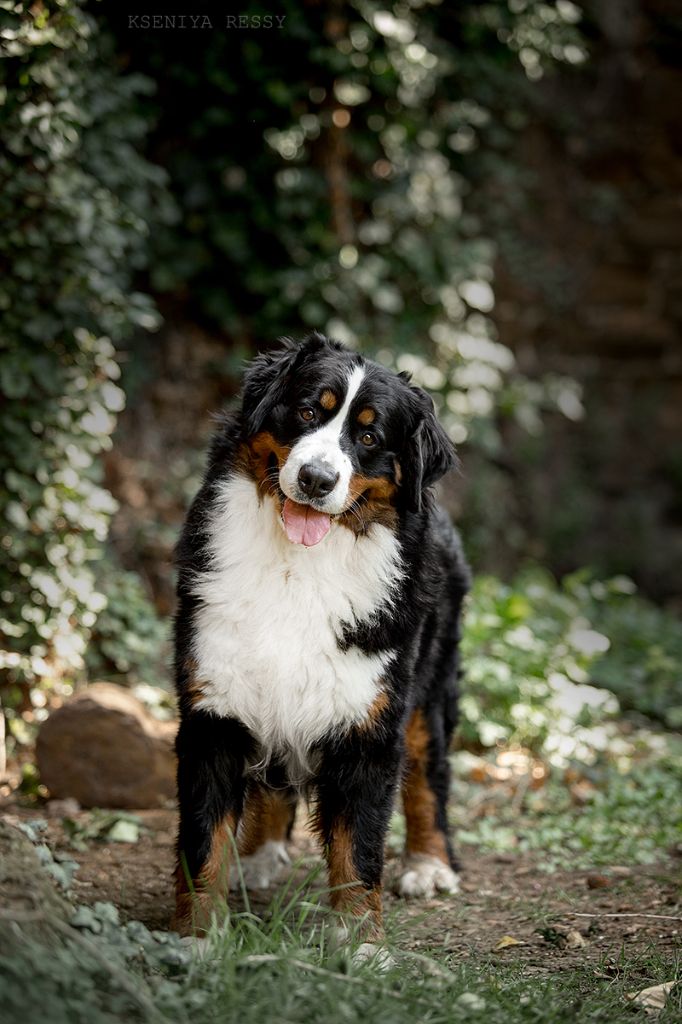 Lord Of Berners Orkaan