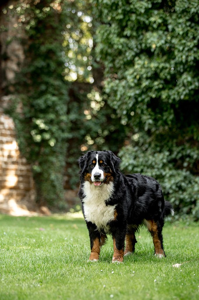 Lord Of Berners Orkaan