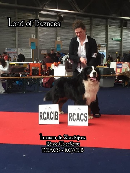 Lmarco de zandvijver - 2ème Excellent RCACS - RCACIB