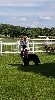 CH. millenium star Limoge - 1er Excellent - Cacs - Meilleur de Race - 2nd Best in group