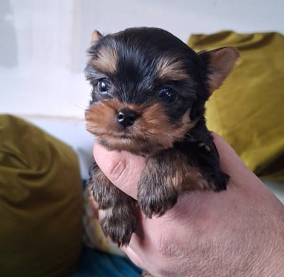 Chiot N°2 - Yorkshire Terrier