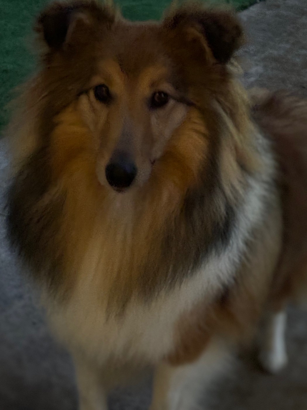 Sirius Lake Angelina Jolie