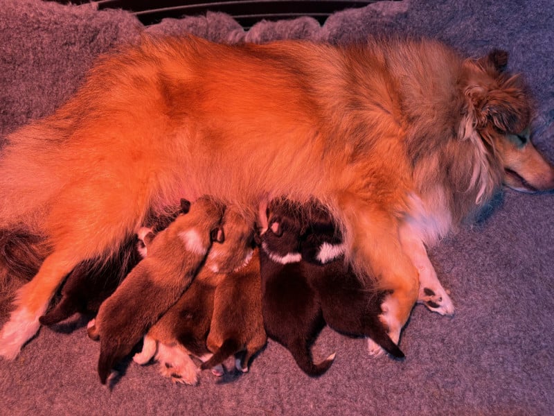 Shetland Sheepdog - Sirius Lake