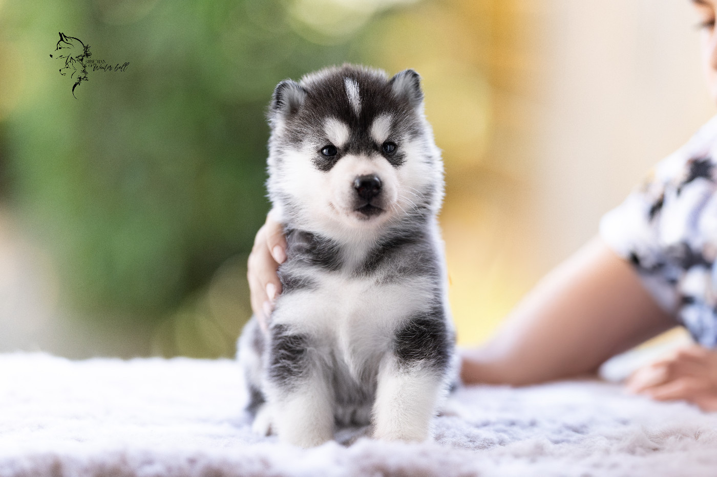 Blush Romance - Siberian Husky