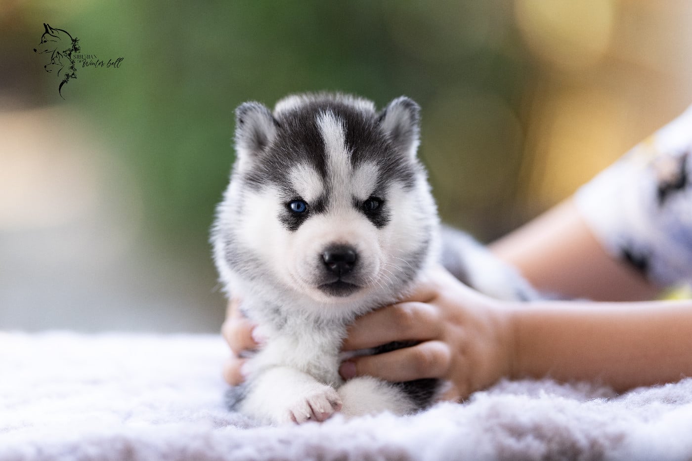Black Opium - Siberian Husky